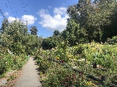 community garden; Eastlake Seattle, WA